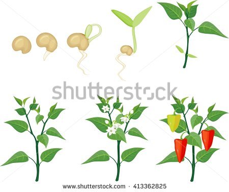 Pepper Plant Stock Images, Royalty.