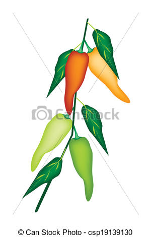 Vector of pepper plant.