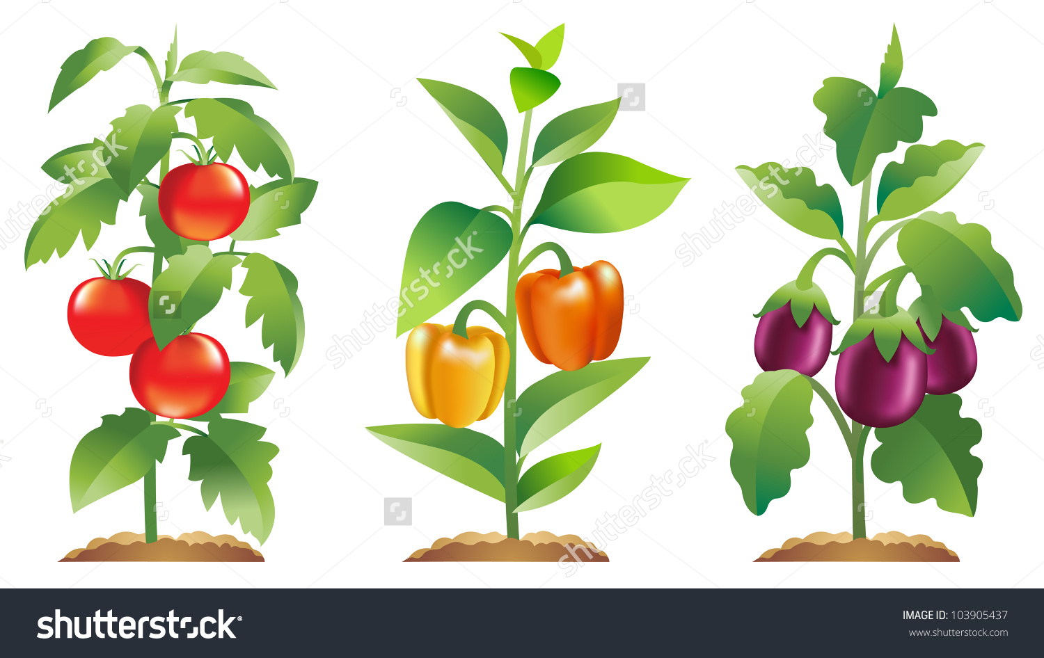 Tomato Plant Bell Pepper Plant Eggplant Stock Vector 103905437.