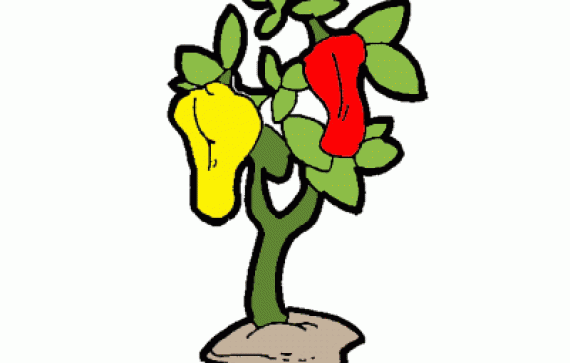 Pepper Plant Drawing.