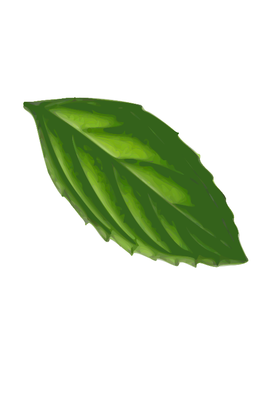 Free Clipart: Mint Leaf( traced).