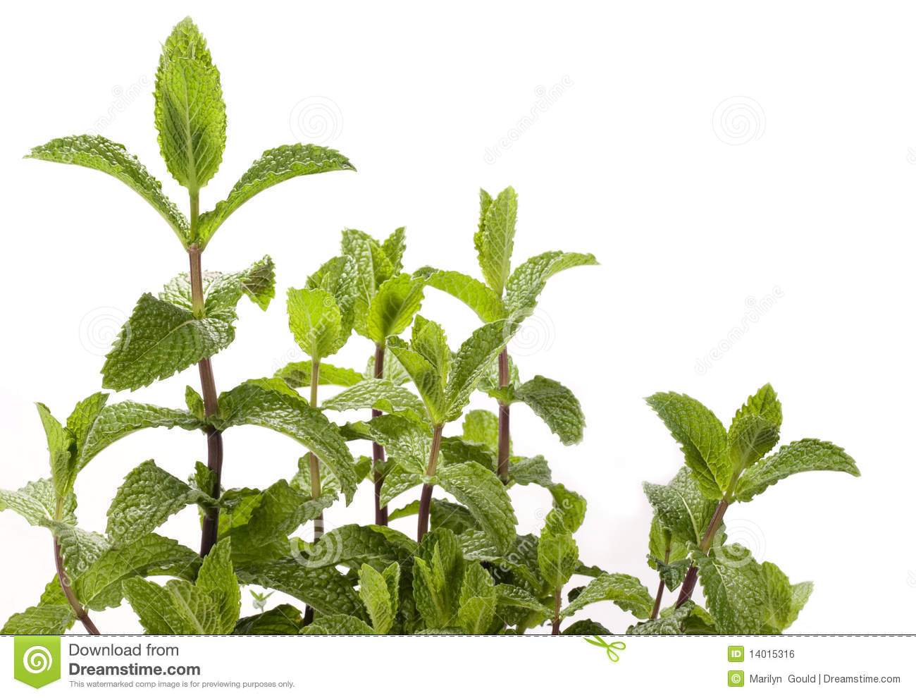 peppermint plant clipart 10 free Cliparts | Download images on