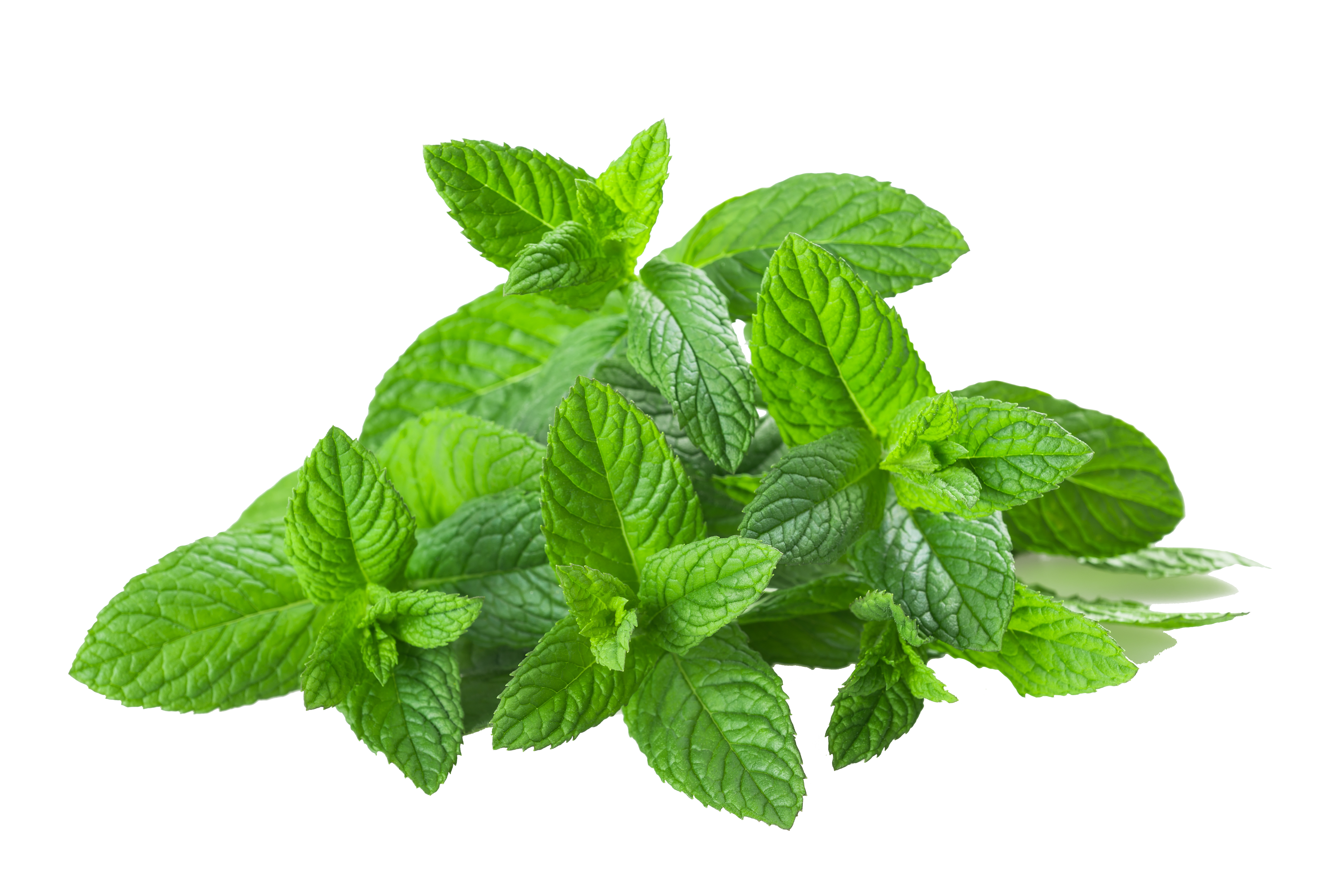 Mint PNG Transparent Mint.PNG Images..