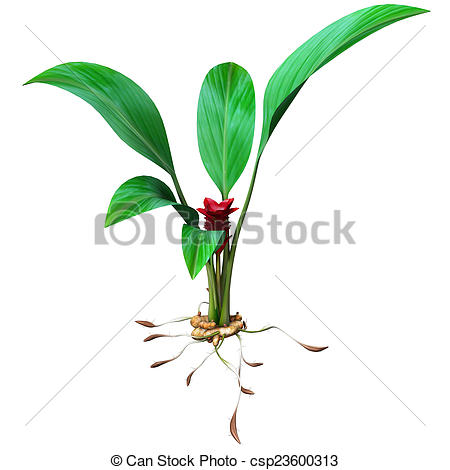 Clipart of Turmeric is a rhizomatous herbaceous perennial plant of.