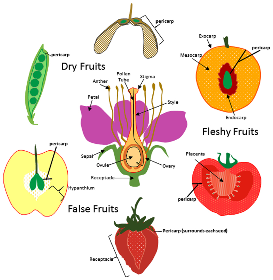 Indehiscent fruit clipart - Clipground rose flower life cycle diagram 