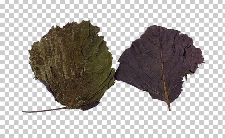 Leaf Beefsteakplant Perilla PNG, Clipart, Banana Leaves.