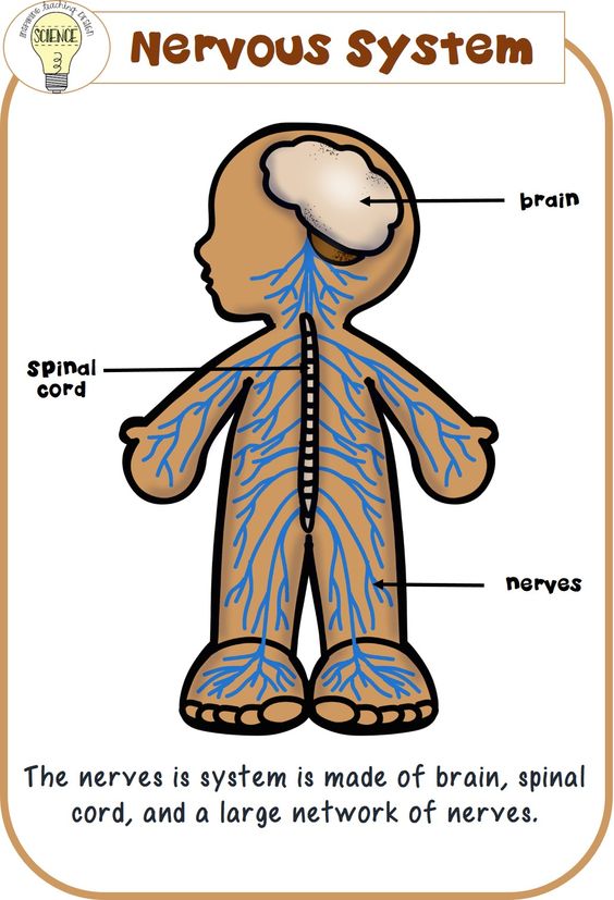Peripheral Nervous System Clipart.