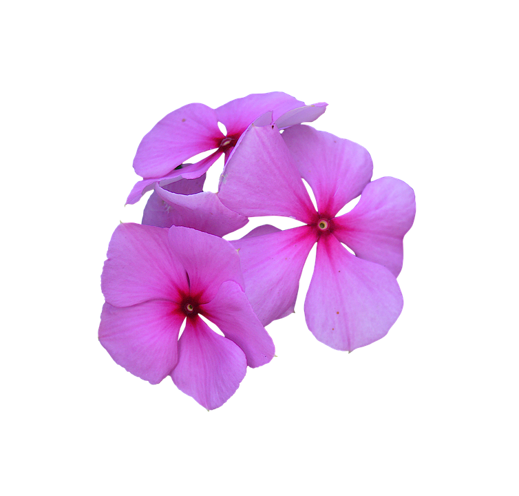 periwinkle PNG Images.