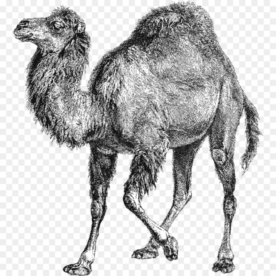 Perl Camel png download.