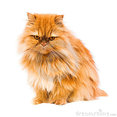 Persian Cat Clipart.