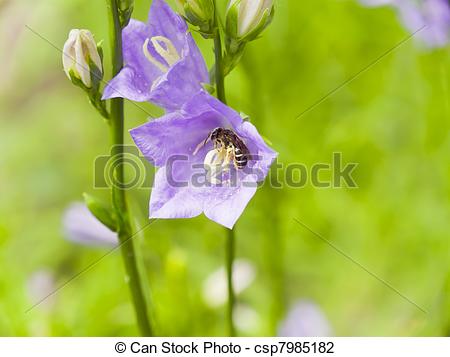 Stock Photo of Campanula persicifolia and bee.