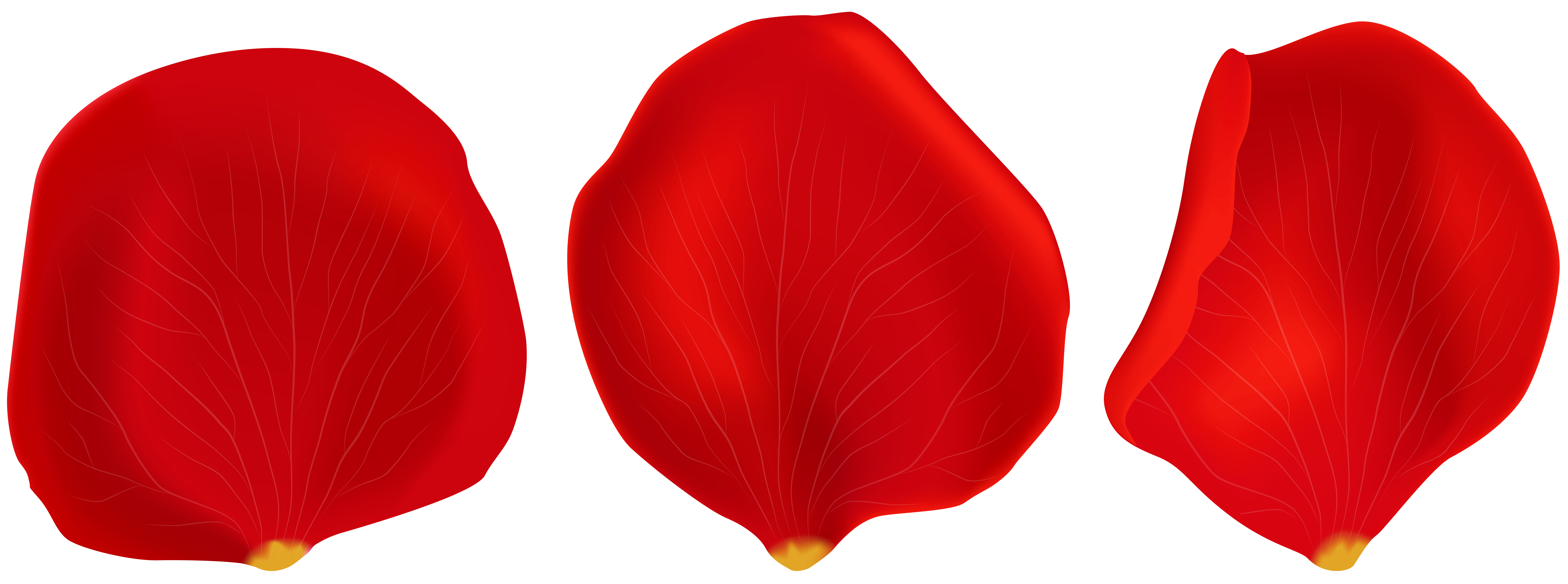 Red Rose Petals Transparent PNG Clip Art.