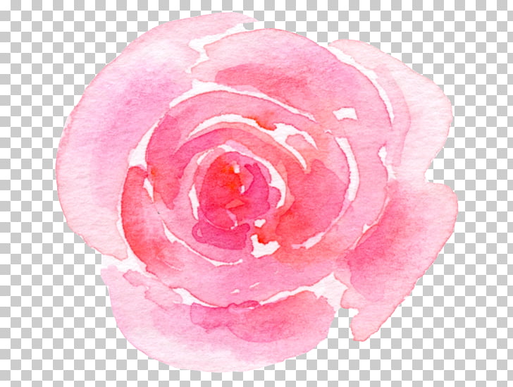 Jardín rosas repollo floribunda rosa cuidado de la piel.