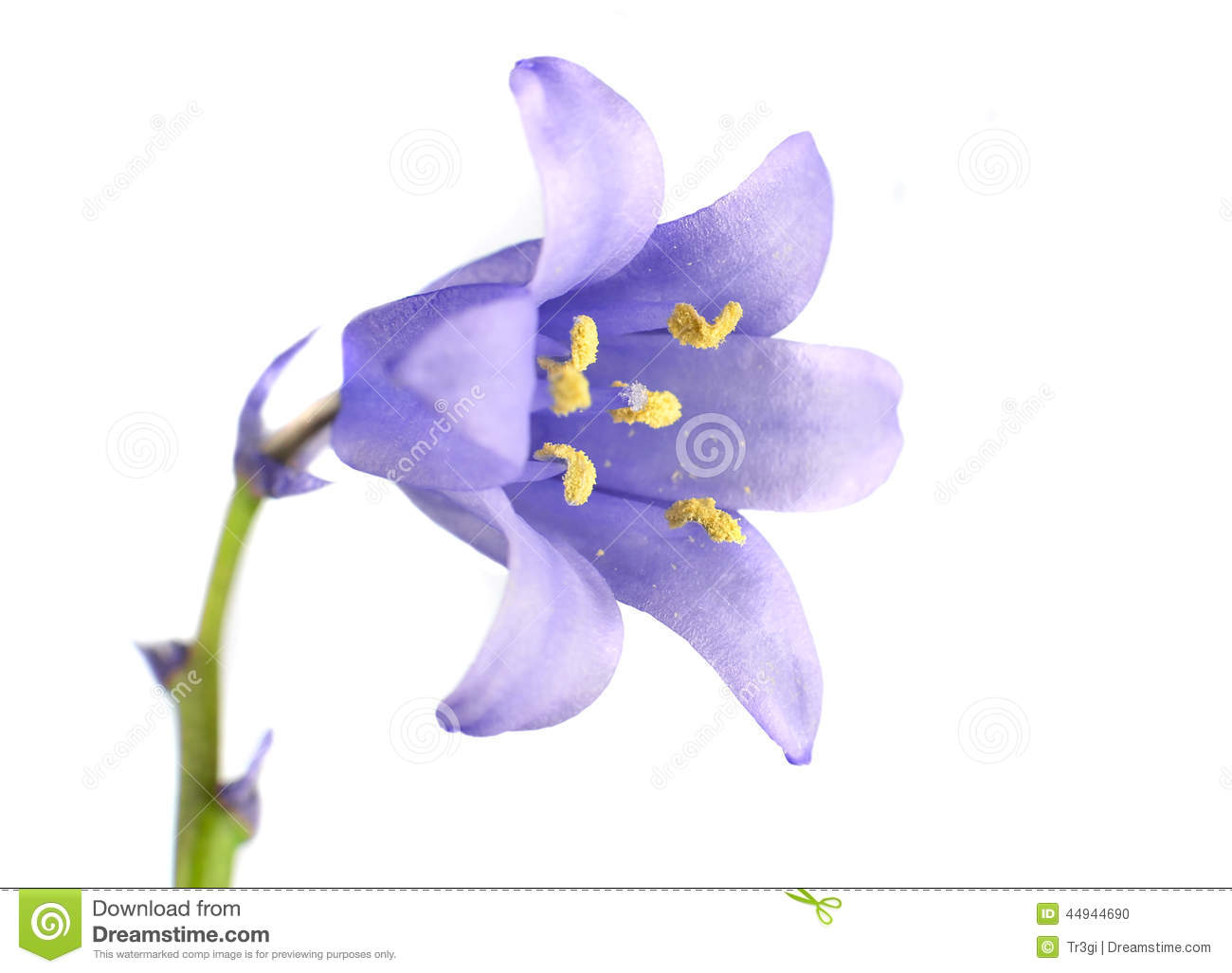 Blue Bell Flower Stock Image.