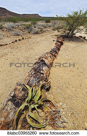 Stock Photography of "Petrified tree trunk, about 260 million.