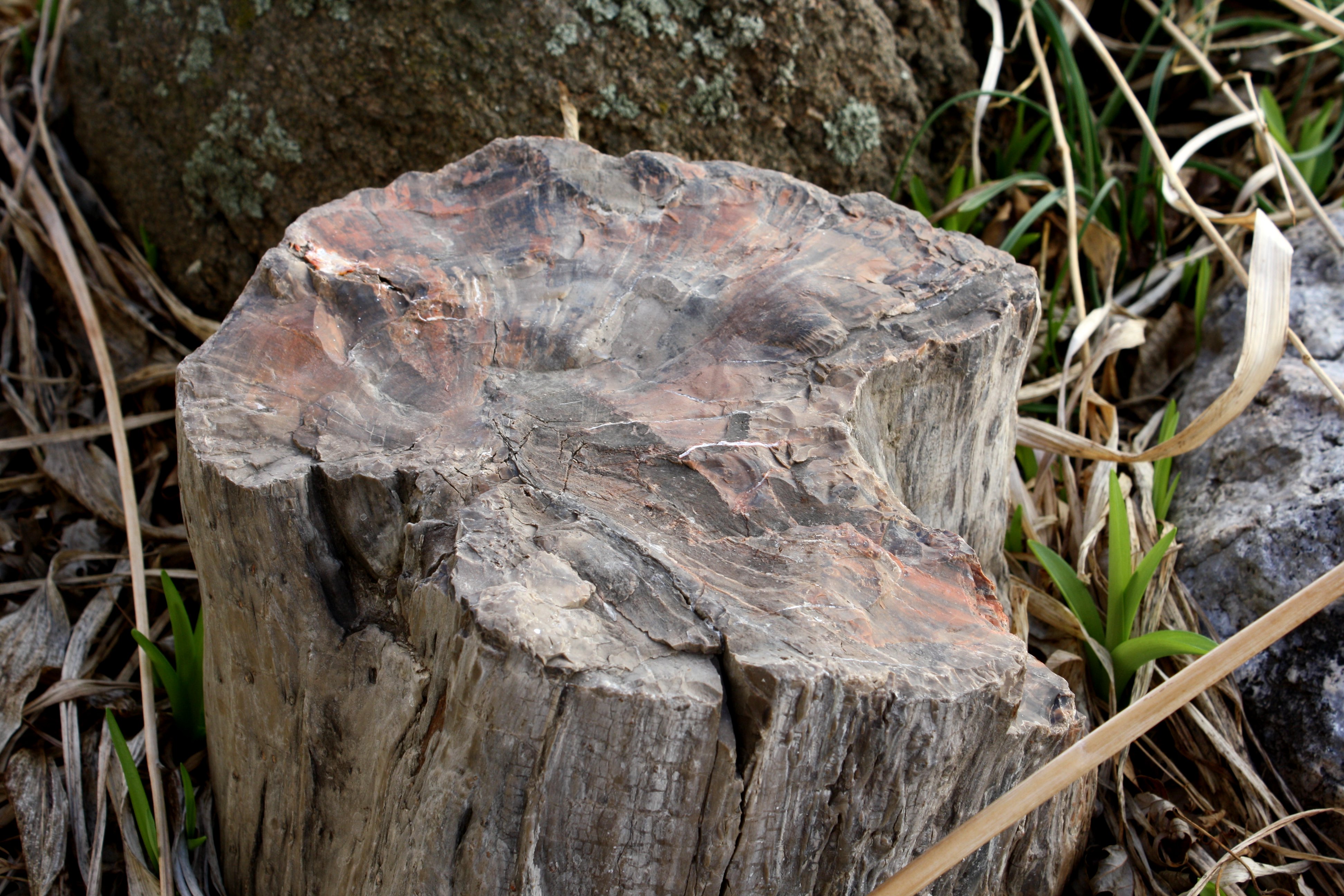 Petrified Wood in Rock Garden Picture.