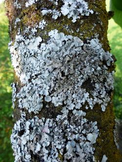 Free pictures LICHEN.