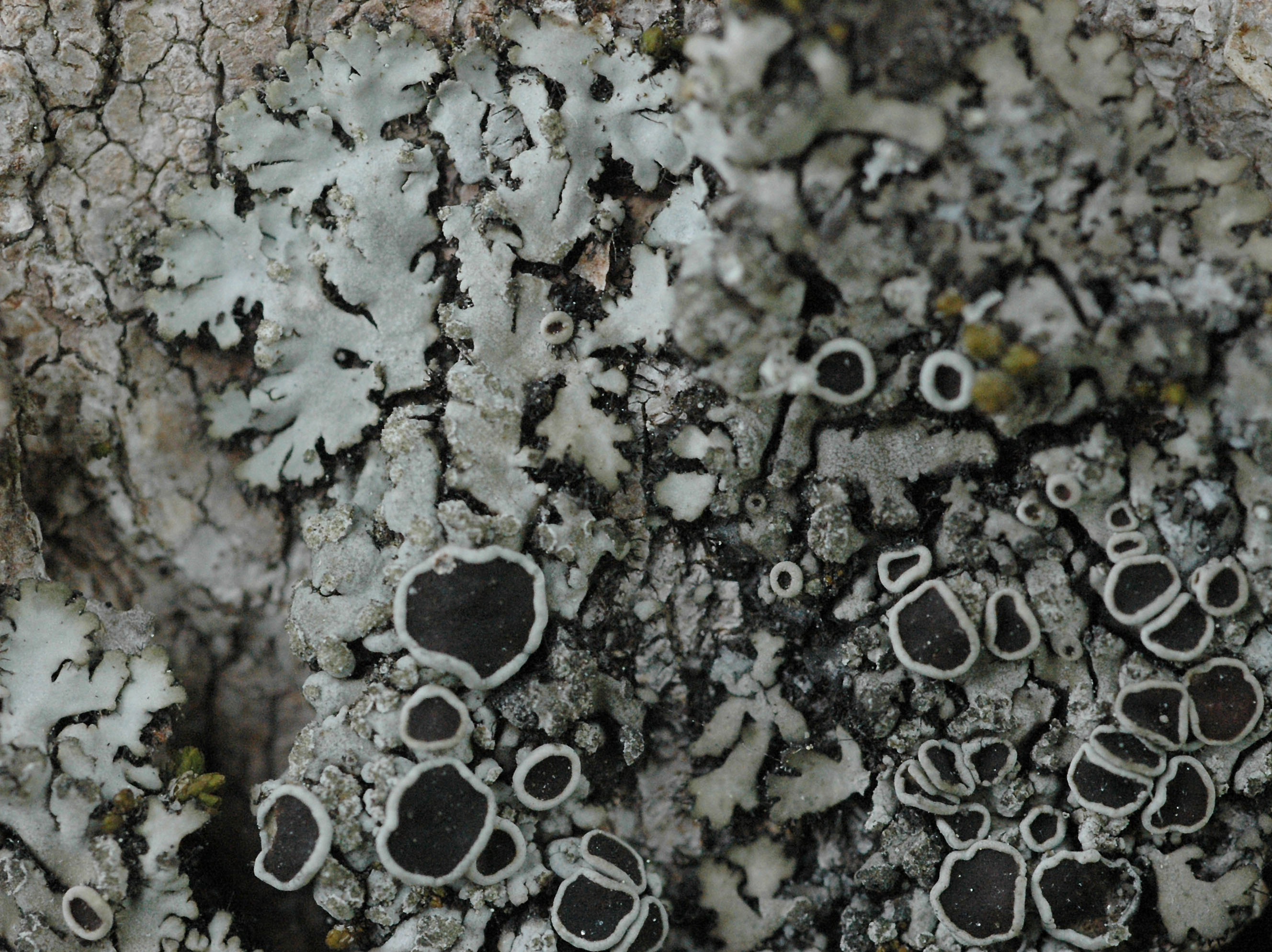 Lichen Gallery :: Phaeophyscia :: Phaeophyscia orbicularis (NIKA0516).