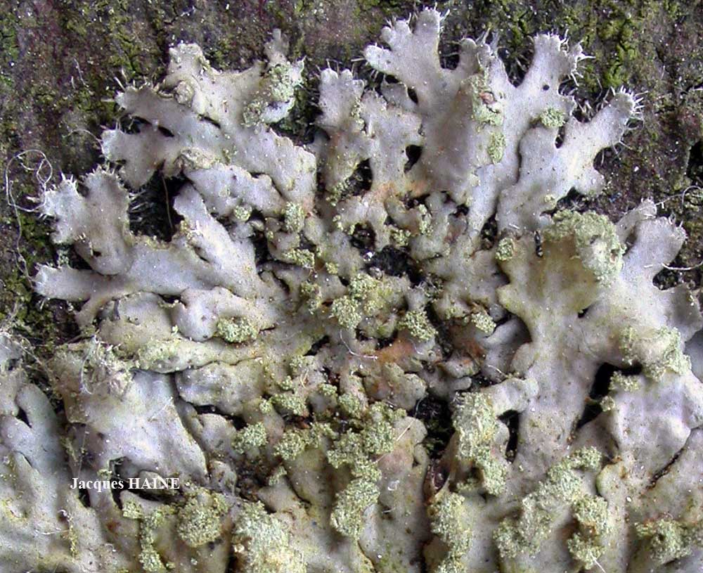 Lichens marins.