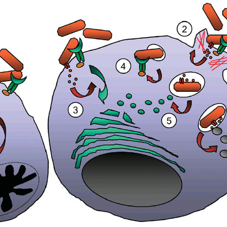 Germ clipart phagocyte, Germ phagocyte Transparent FREE for.