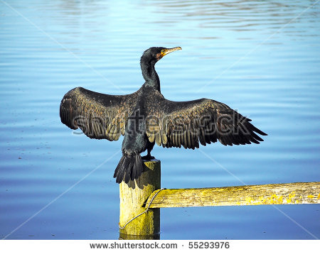 Great Cormorant/Black Shag,(Phalacrocorax Carbo) Spreading Wings.