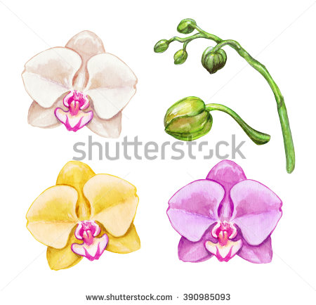 Watercolor Phalaenopsis Orchids Tropical Flowers Botanical Stock.