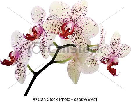 Phalaenopsis Illustrations and Stock Art. 803 Phalaenopsis.