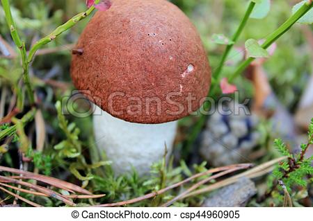 Stock Photography of one mushroom with a red hat, mushroom in the.