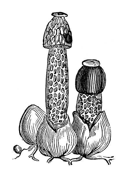 Antique Illustration Of Stinkhorn Or Stinking Morel (Phallus.