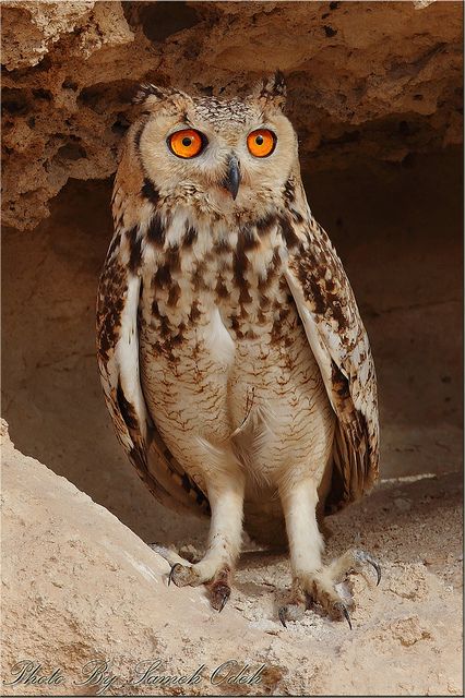 17 Best ideas about Owl Pharaoh on Pinterest.