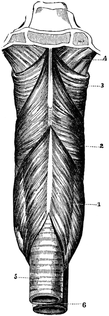 The Pharynx.