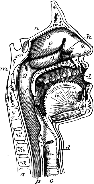 The Mouth, Nose, and Pharynx.