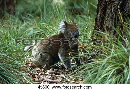 Stock Photography of Koala (Phascolarctos cinereus) in forest.