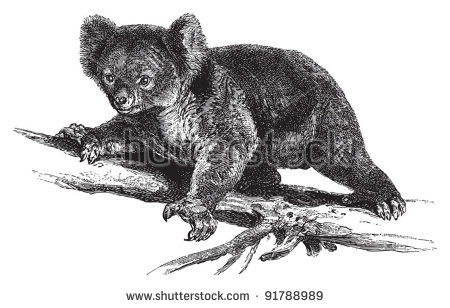 Koala (Phascolarctos Cinereus) / Vintage Illustration From Meyers.