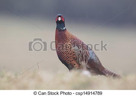 Pictures of Common pheasant, Phasianus colchicus, single male on.