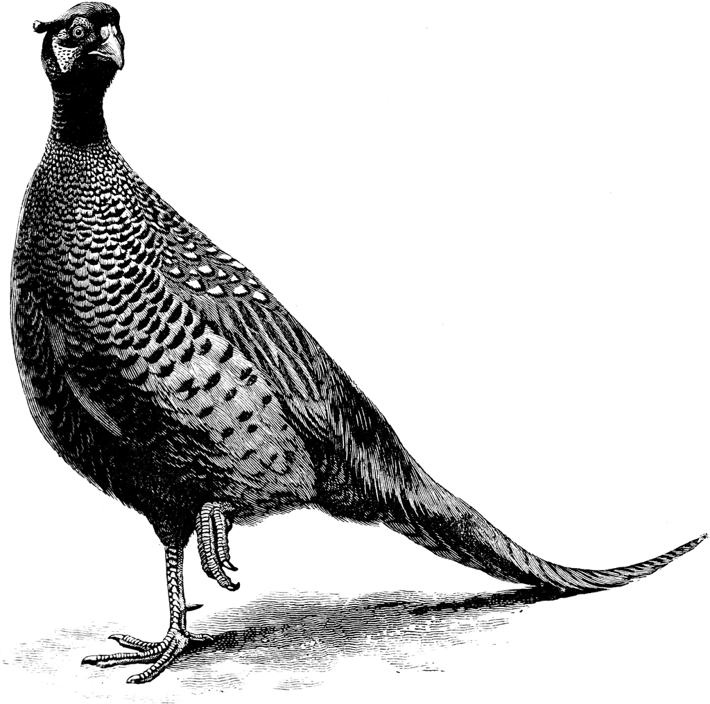 Ringneck Pheasant Clip Art.