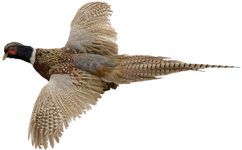 Pheasant Png 10 Free Cliparts Download Images On Clipground 2024