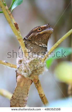 Frogmouths Stock Photos, Royalty.