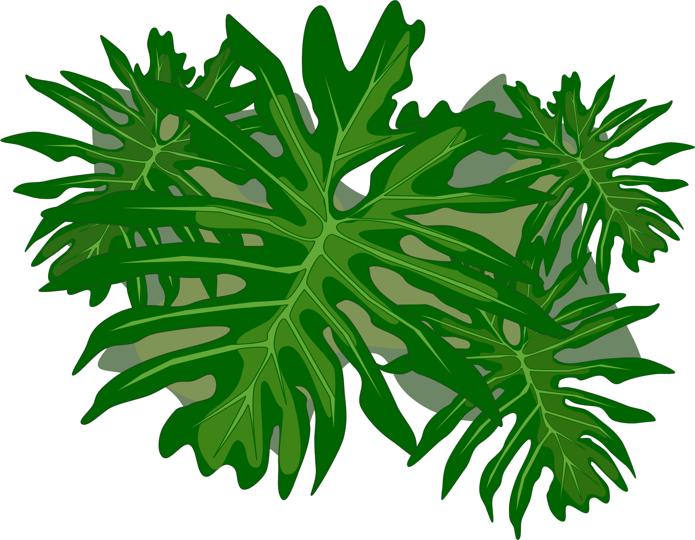 Philodendron clipart 20 free Cliparts | Download images on Clipground 2021