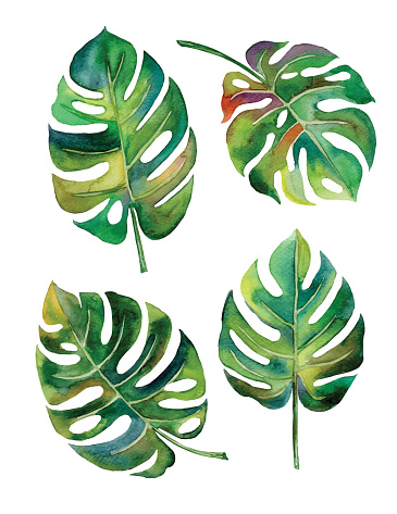Split leaf philodendron clipart.