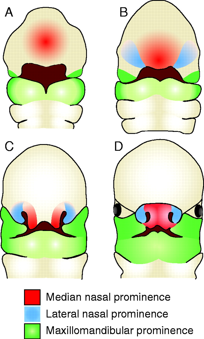 New insights into craniofacial morphogenesis.