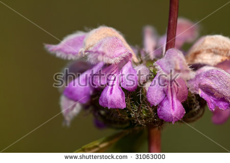 Phlomis Stock Photos, Images, & Pictures.
