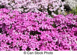 Stock Images of Background of Phlox subulata flowers.