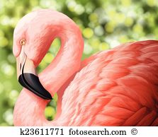 Phoenicopteridae Clip Art and Illustration. 11 phoenicopteridae.
