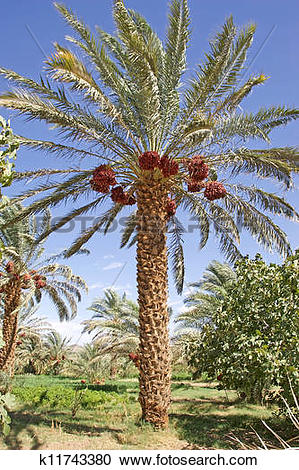 Stock Photography of Date palm tree (Phoenix dactylifera.