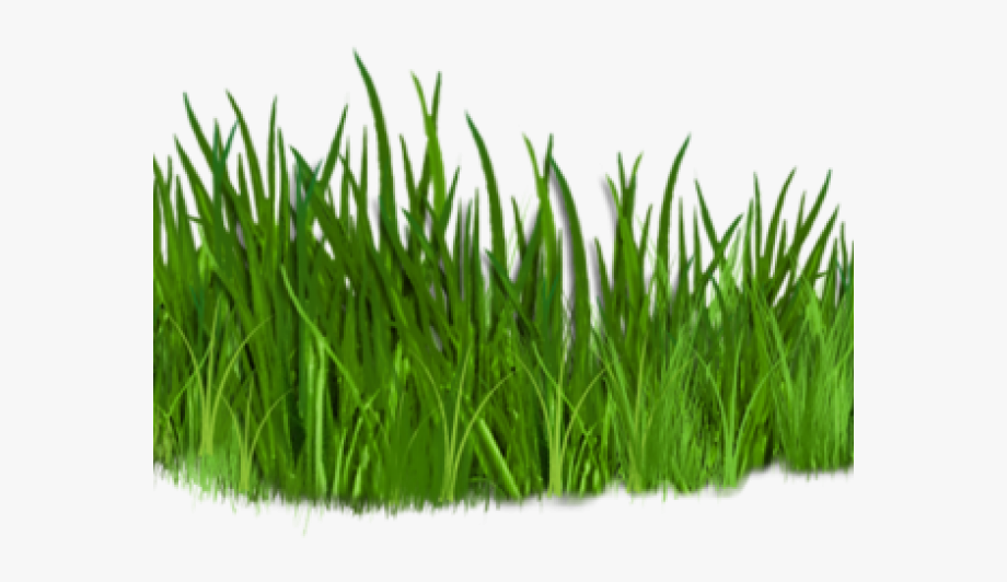 Lawn Clipart Tree Grass.