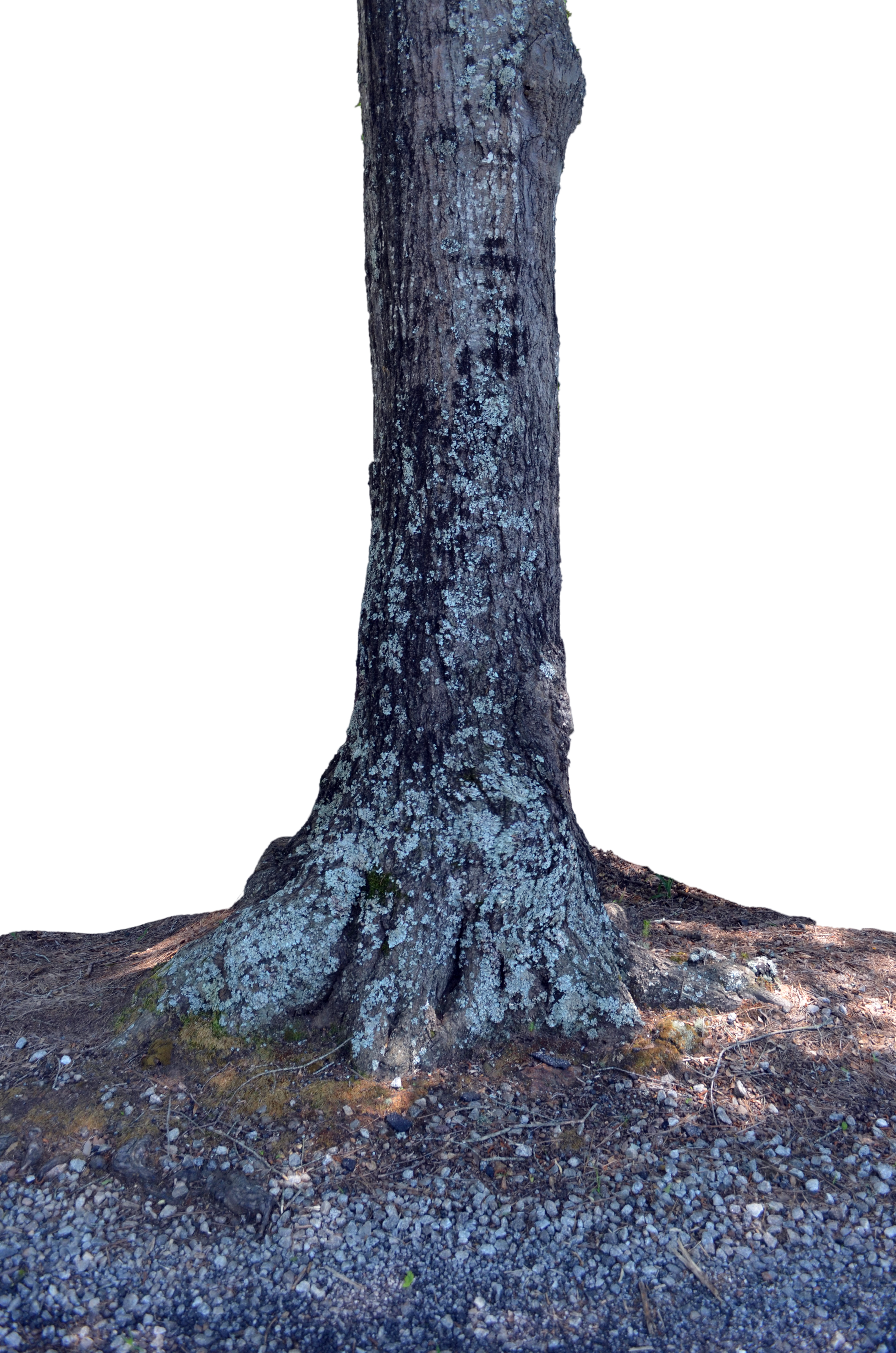 PNG Tree Trunk Transparent Tree Trunk.PNG Images..