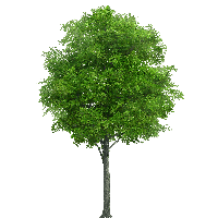 Download Tree Free PNG photo images and clipart.