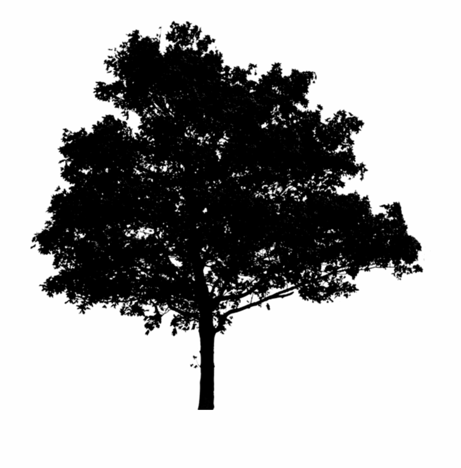 Oak Tree Silhouette.