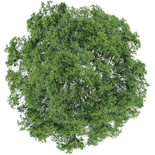 Tree PNG Top View Transparent Tree Top View.PNG Images.